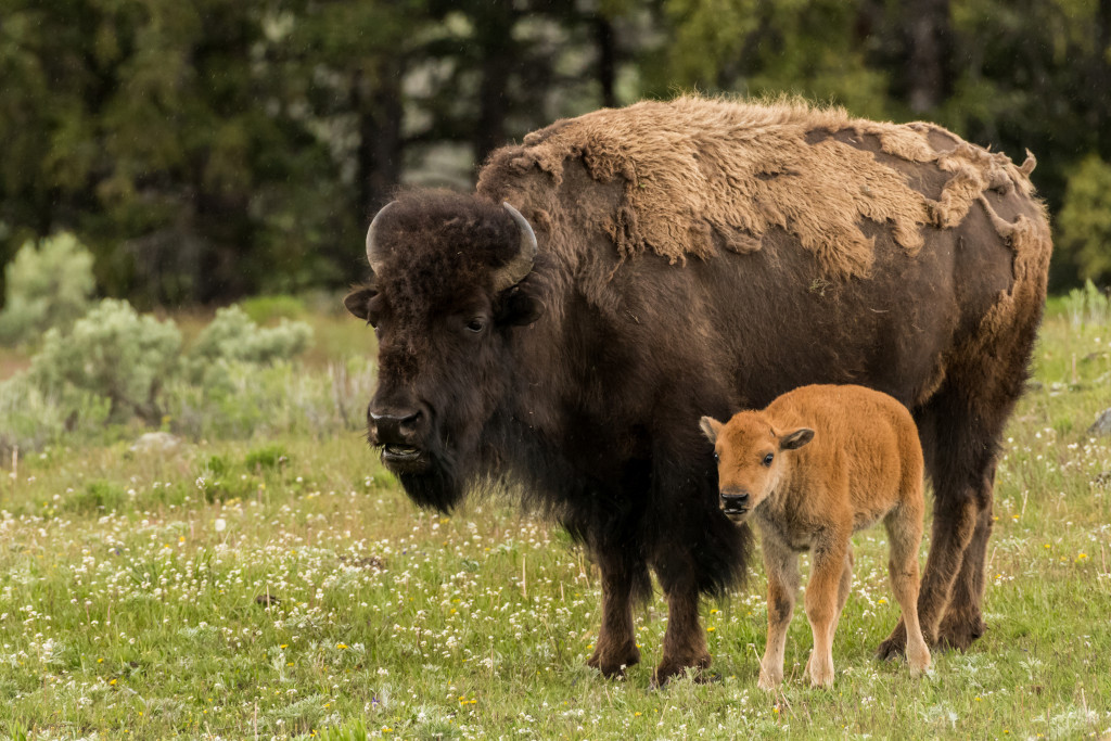 an image of a bison and calf
